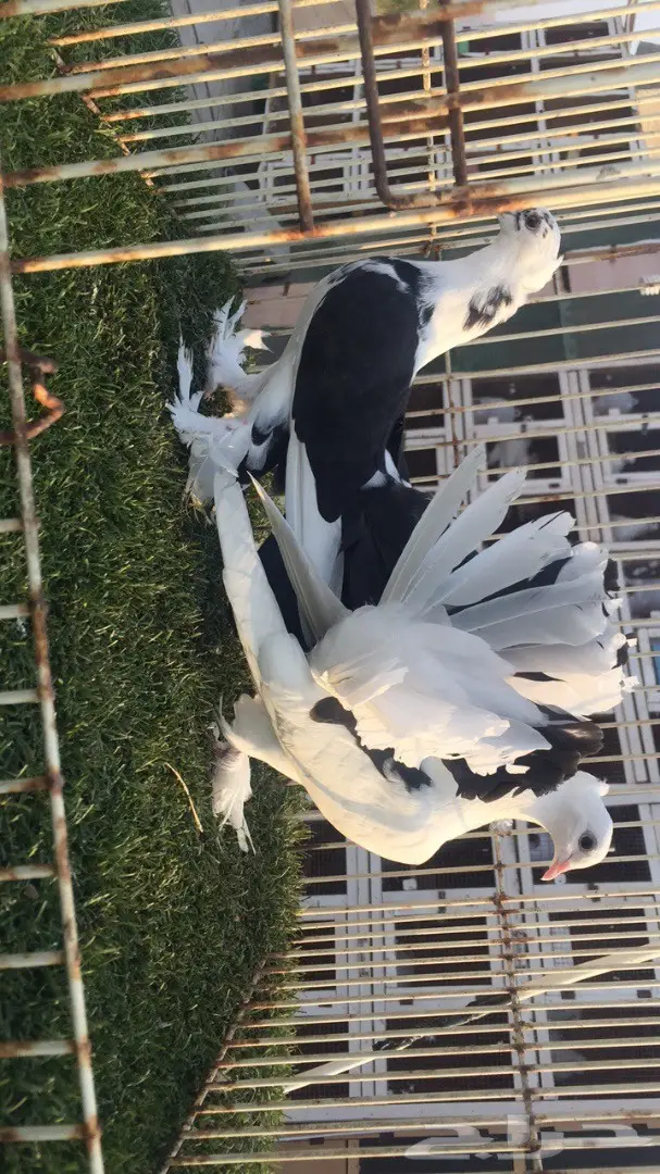 رقاصات هندية فريدة من نوعها - جملة وتفرد (image 4)