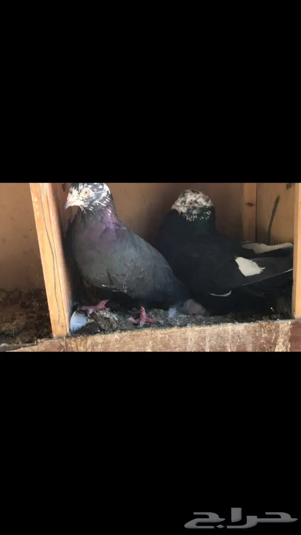 عشاق القطايف  (( خرش قطم ))