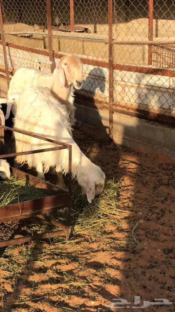 فحل نجدي صنف (image 1)