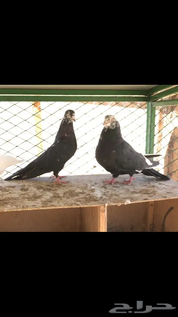 عشاق القطايف  (( خرش قطم )) (image 1)