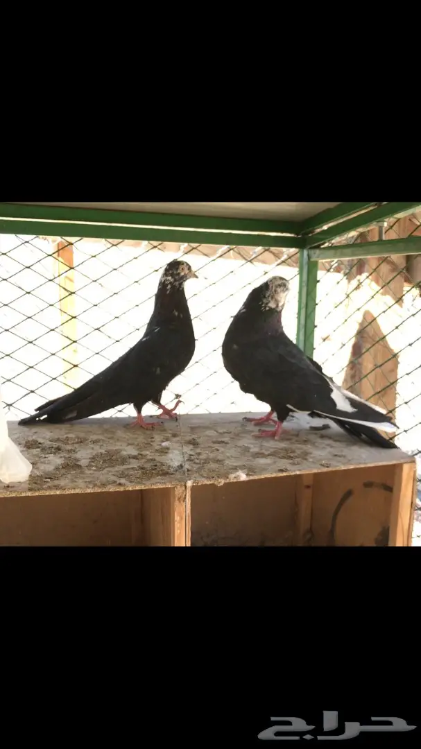 عشاق القطايف  (( خرش قطم )) (image 2)