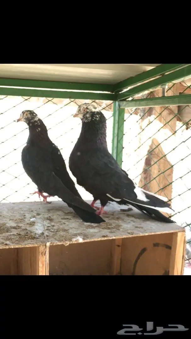 عشاق القطايف  (( خرش قطم )) (image 3)