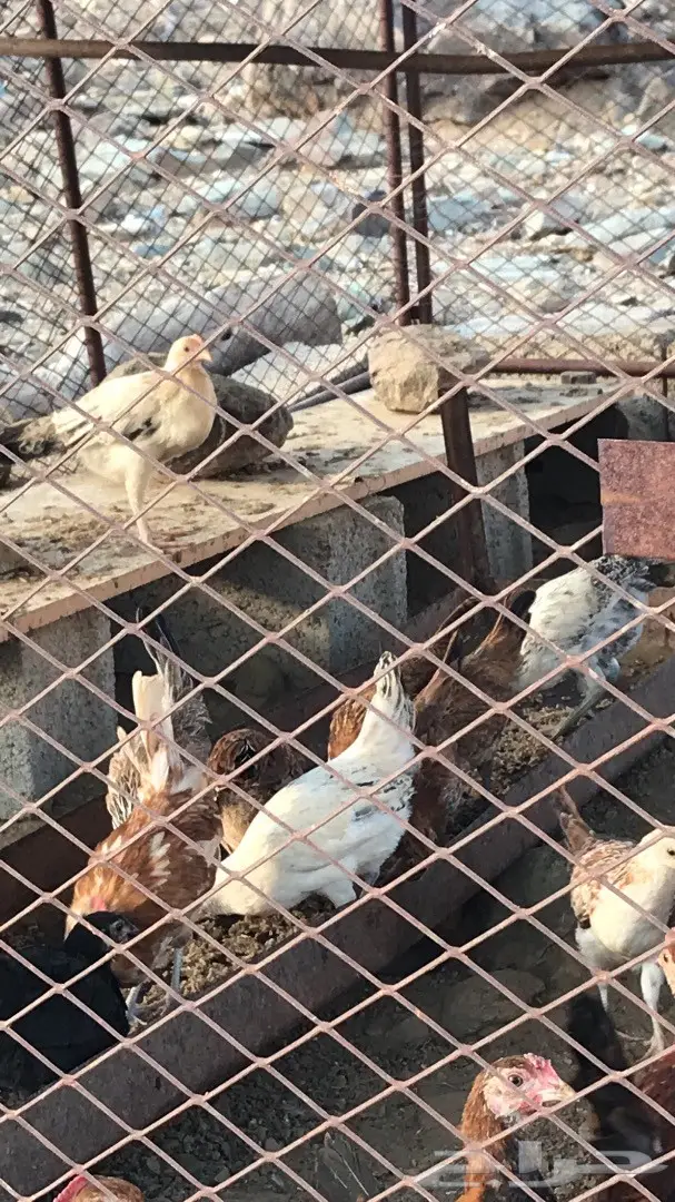 دجاج بلدي (image 1)