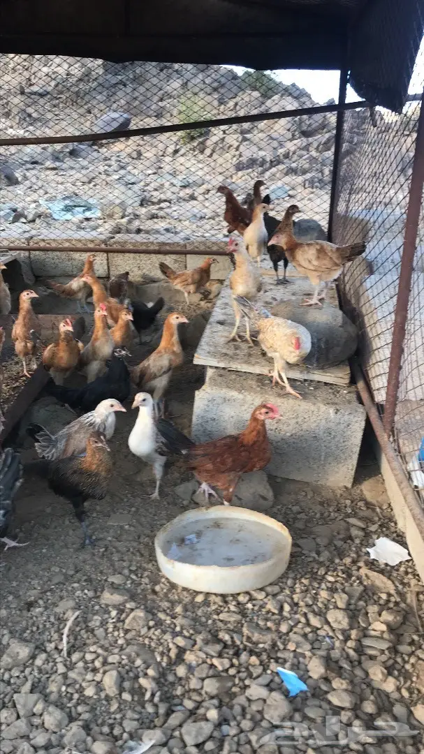 دجاج بلدي (image 2)