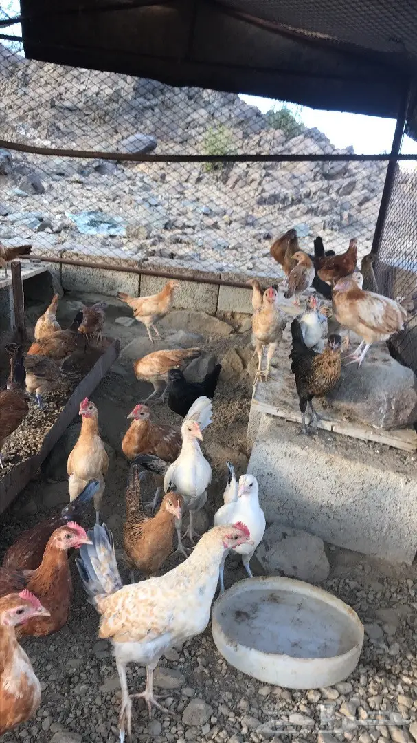 دجاج بلدي (image 3)