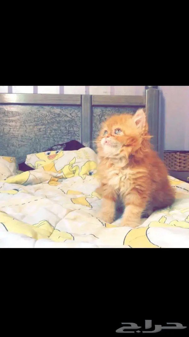 كتن قطه (جميله جدااا) مستوى مميز