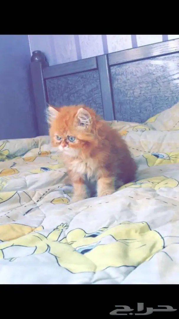 كتن قطه (جميله جدااا) مستوى مميز (image 1)