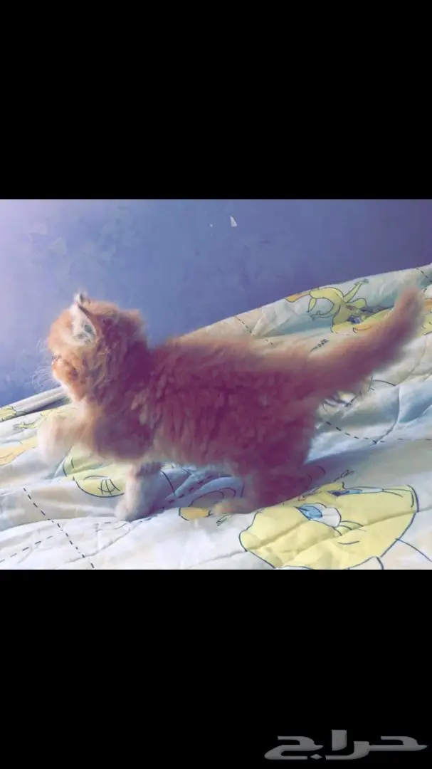 كتن قطه (جميله جدااا) مستوى مميز (image 2)