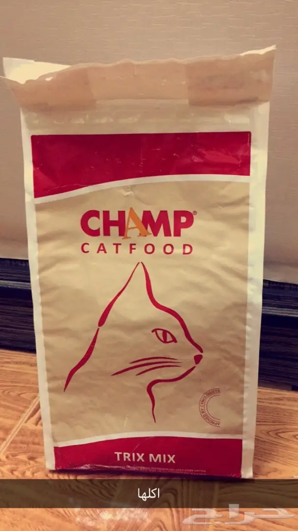 قطه شيرازيه للبيع (image 3)