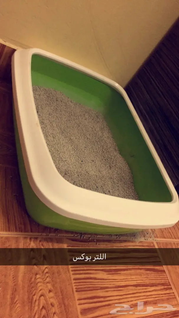 قطه شيرازيه للبيع (image 5)