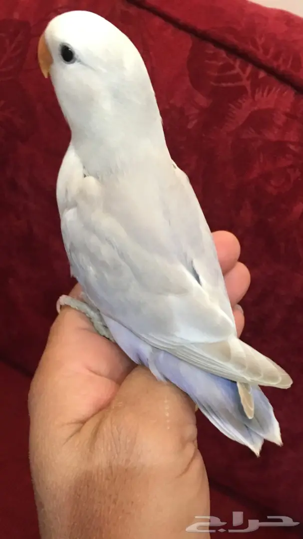 فرخين روز غر اليفة  (image 1)