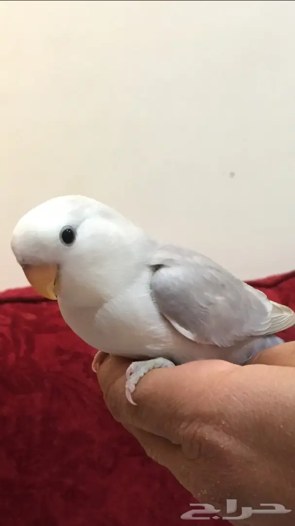 فرخين روز غر اليفة  (image 2)