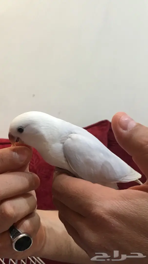 فرخين روز غر اليفة  (image 3)