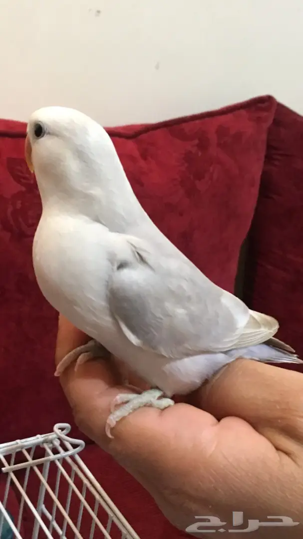 فرخين روز غر اليفة  (image 5)