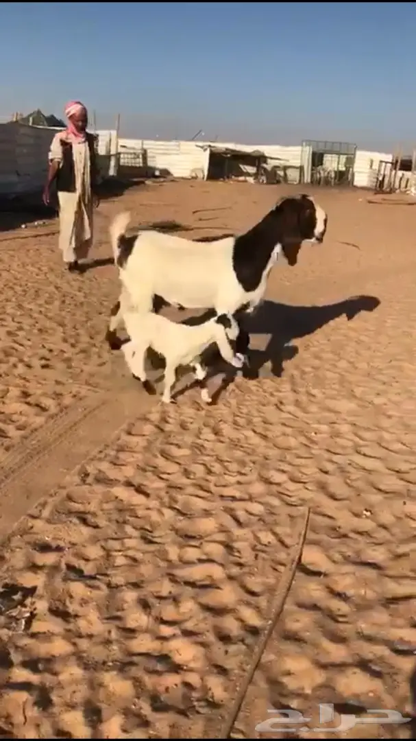 عنز مشروكه تحتها جفره - شرق الرياض 