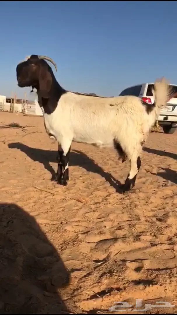 عنز مشروكه تحتها جفره - شرق الرياض  (image 4)