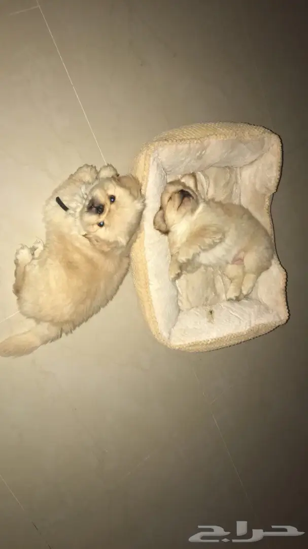 فرصة ذهبية! تجديد وتحديث أثاثك المنزلي