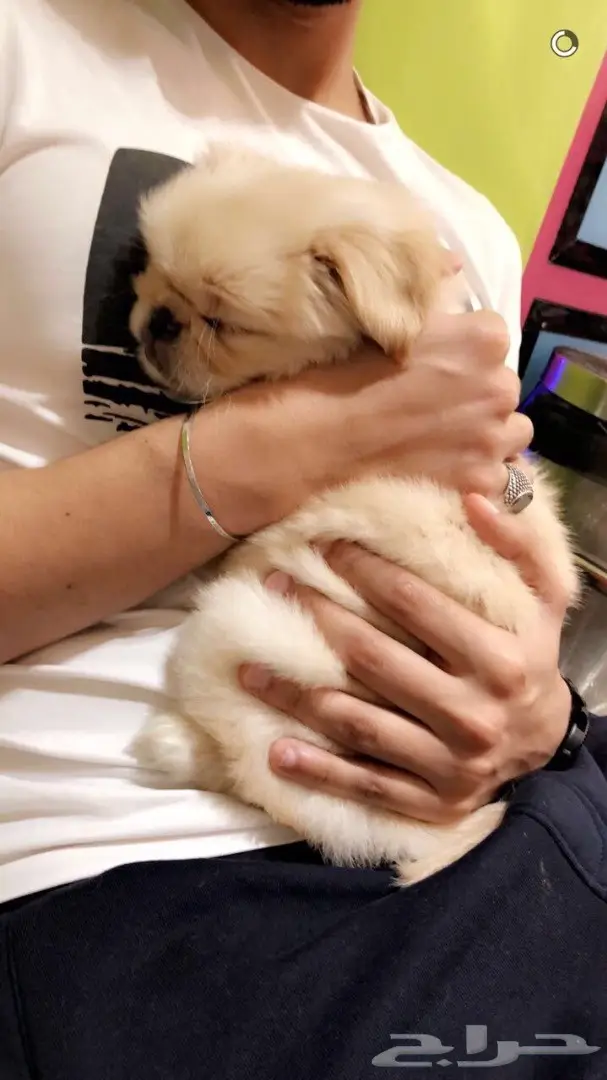 فرصة ذهبية! تجديد وتحديث أثاثك المنزلي (image 1)