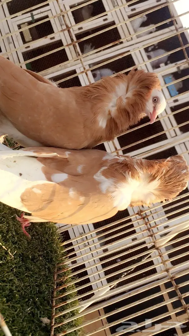 ((جوز بلجيكي اصفر)) (image 1)