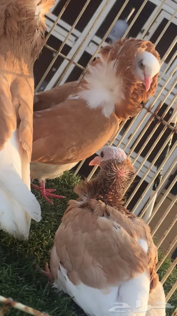 ((جوز بلجيكي اصفر)) (image 4)