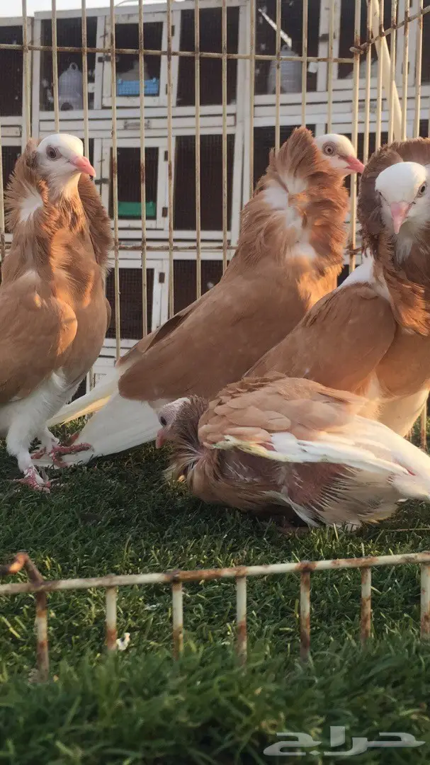 ((جوز بلجيكي اصفر)) (image 5)