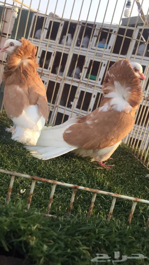 ((جوز بلجيكي اصفر)) (image 7)