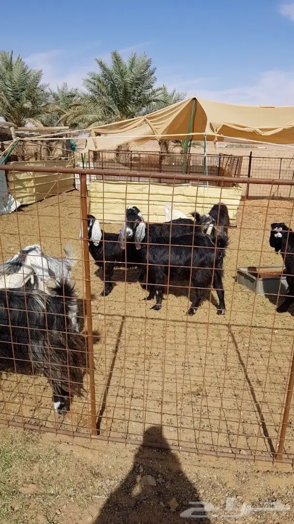 معزا مشاريك مميزة للبيع! (image 2)