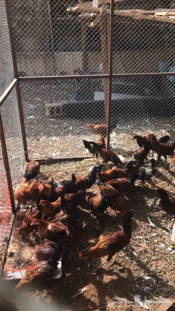 ديكه للبيع (image 1)