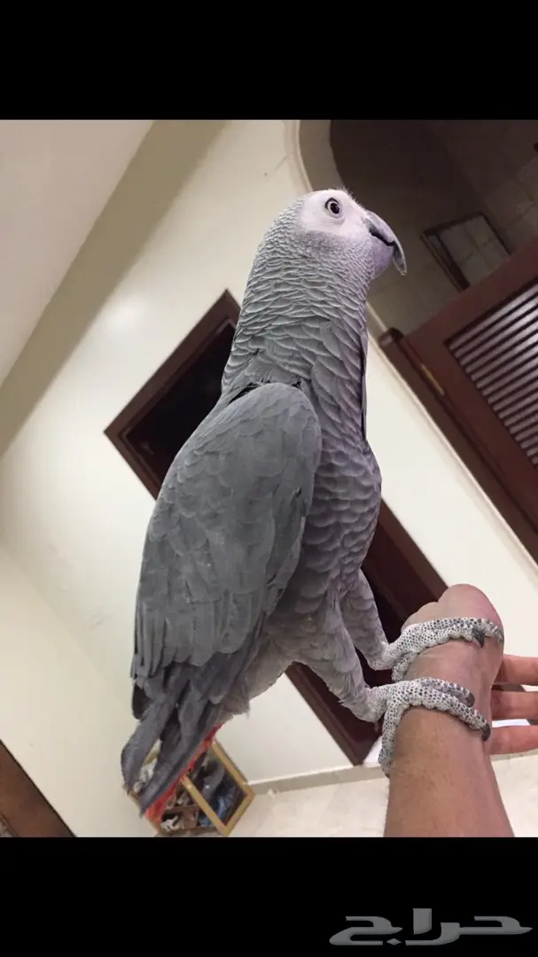 ببغاء افريقي جامبو طفرة متكلم واليف (image 2)