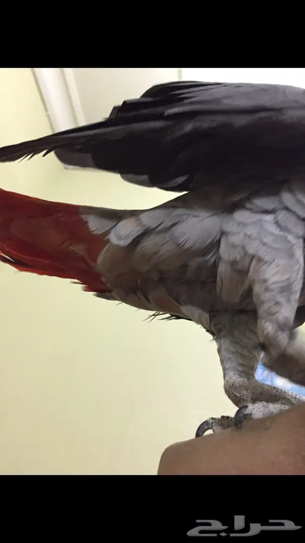ببغاء افريقي جامبو طفرة متكلم واليف (image 3)