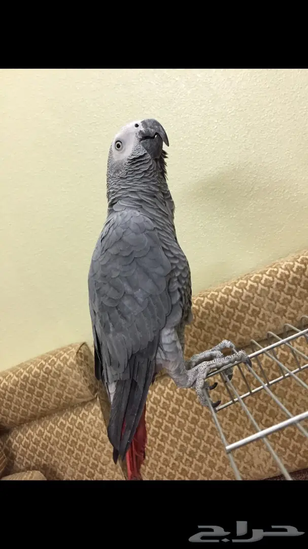ببغاء افريقي جامبو طفرة متكلم واليف (image 5)