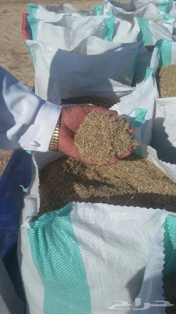 بذور رودس حرض