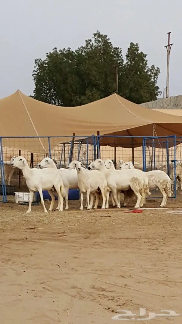 ضان حريه صنف الصنف