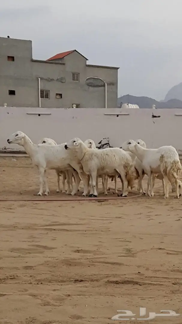 ضأن حرية عالي الجودة - فرصة لا تُفوت! (image 1)