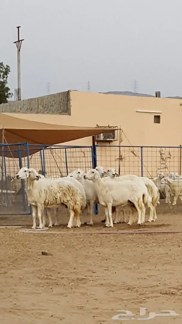 ضأن حرية عالي الجودة - فرصة لا تُفوت! (image 3)