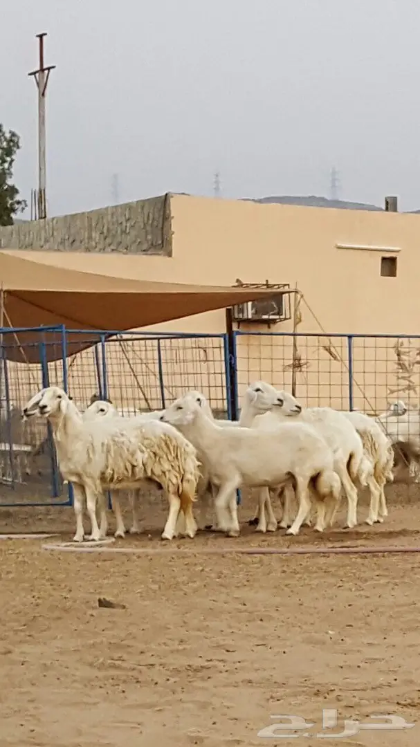 ضأن حرية عالي الجودة - فرصة لا تُفوت! (image 4)