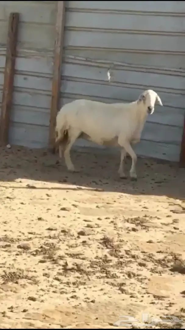 رخل رحريه (image 1)