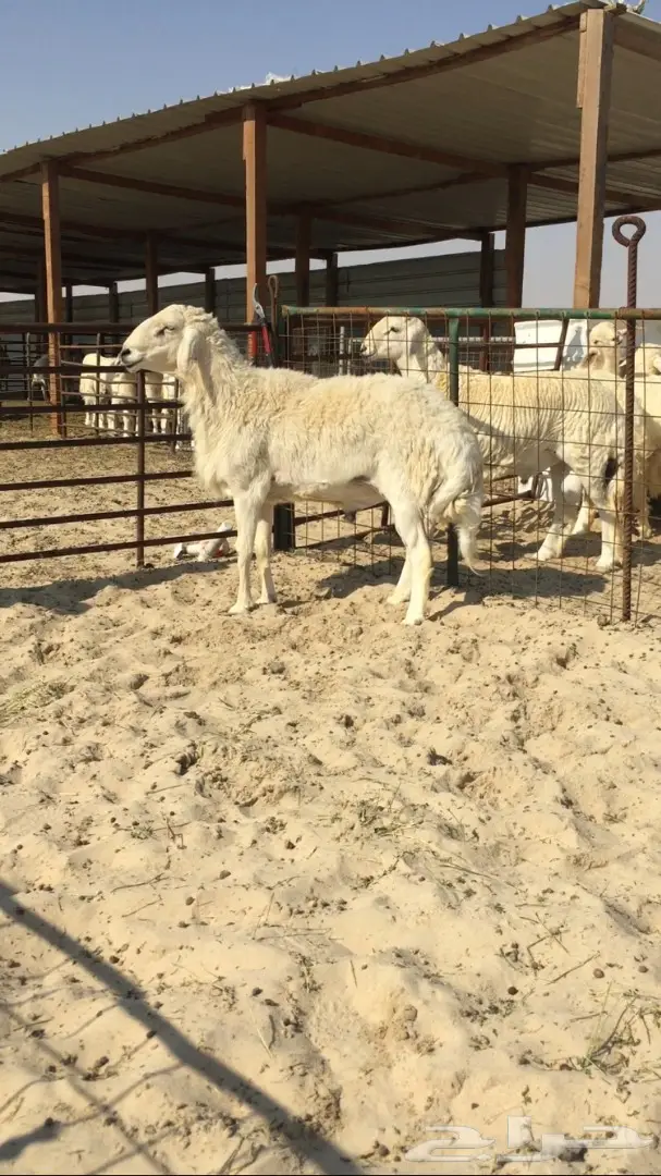 فحل حري كفو 2