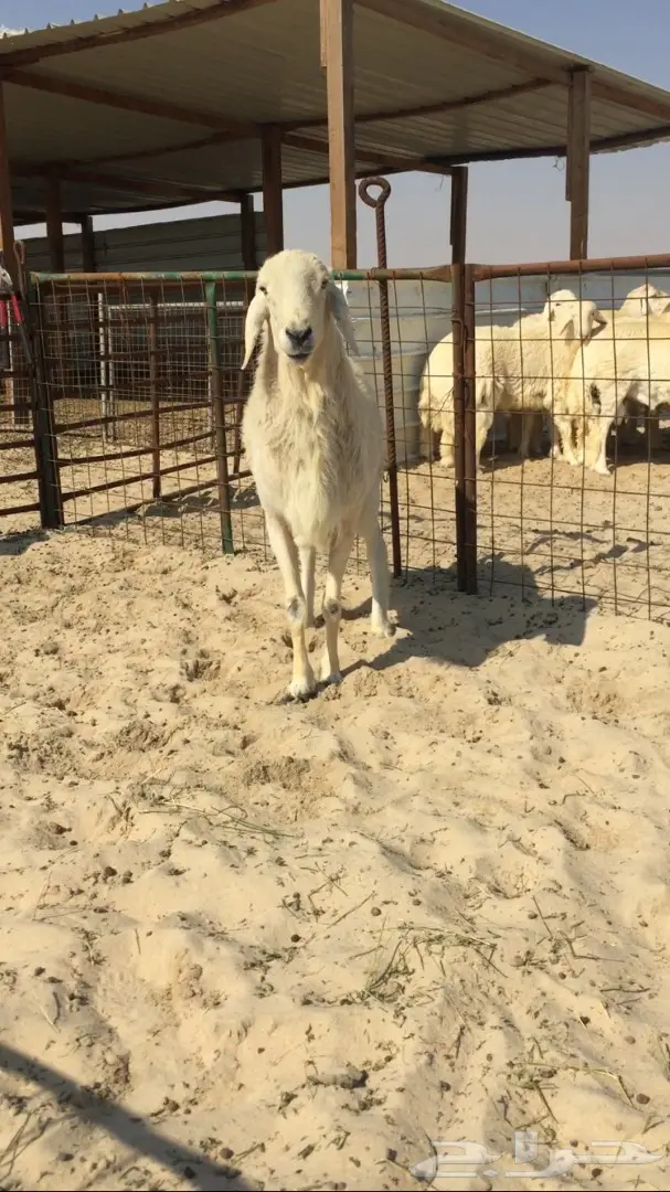 فحل حري كفو 2 (image 1)