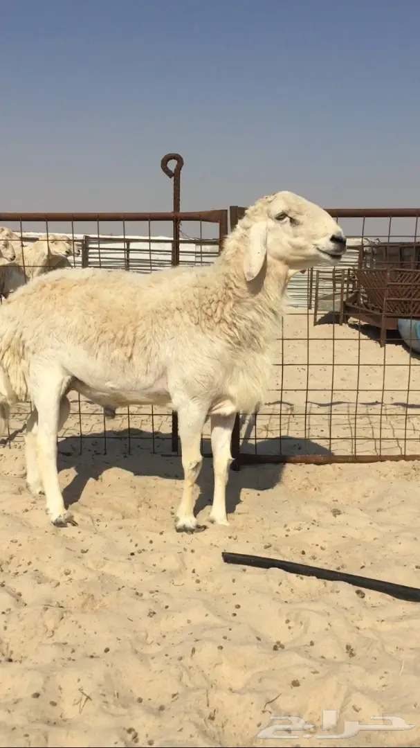 فحل حري كفو 2 (image 3)