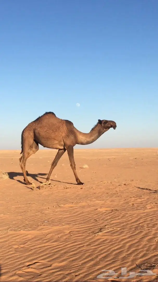 بكار صفر للبيع (image 2)