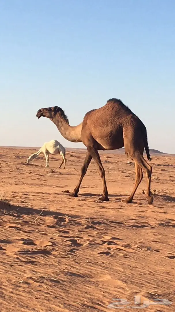 بكار صفر للبيع (image 3)