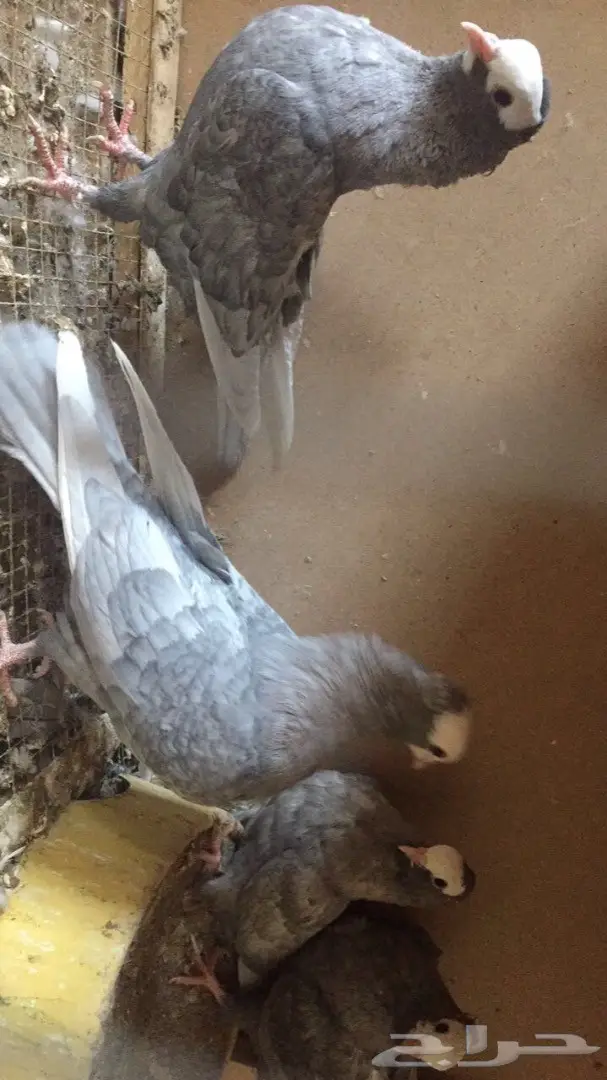 طبات موكى (image 2)