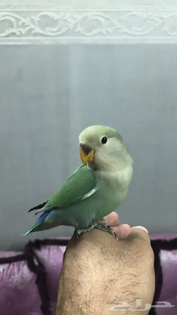 فرخ روز نهايه غر هدد داخلي خارجي