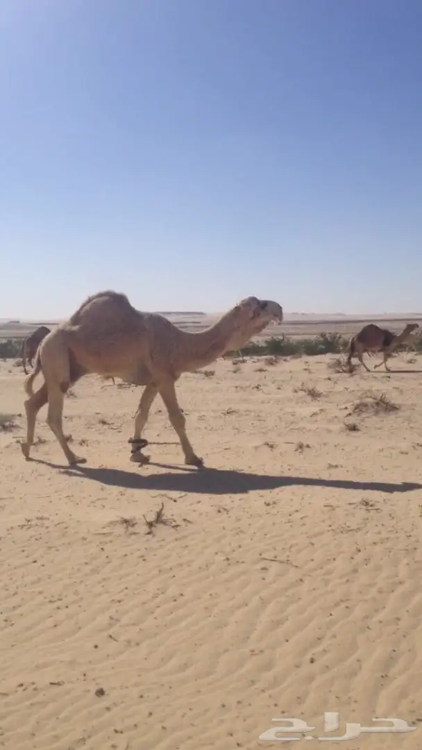 مفروده شقحاء مزاين للبيع (image 2)