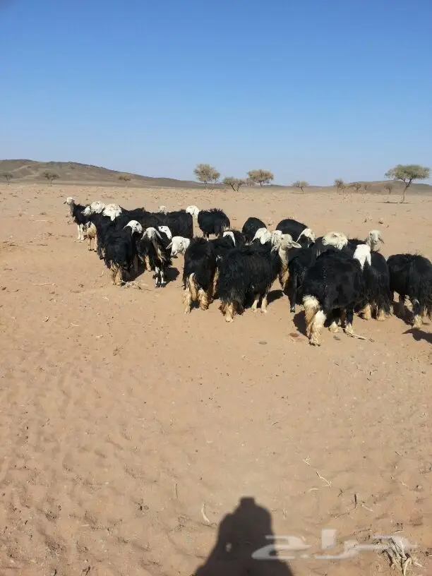 القصيم -   نجد طيبة مراح (image 3)