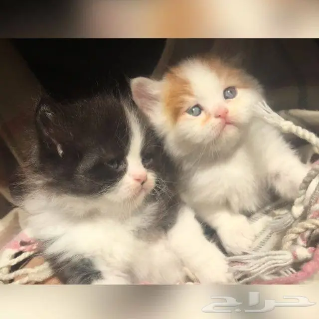 قطط للبيع هملايا راغدول  (image 1)