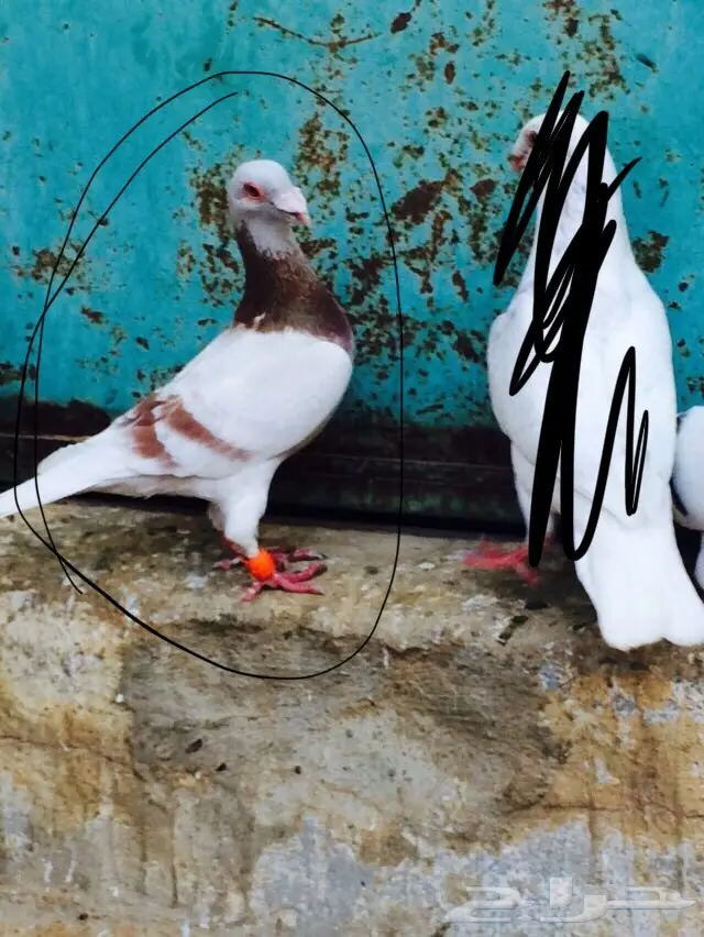 ذكور حمام فردات للبيع  (image 7)