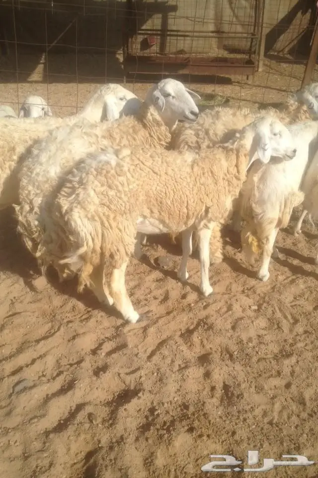 (املج) 6 نعاج مضاريع صنف -الحد700 ريال 