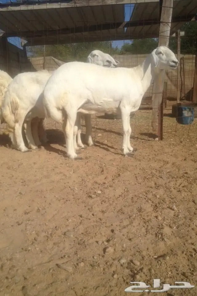 (املج) 6 نعاج مضاريع صنف -الحد700 ريال  (image 5)